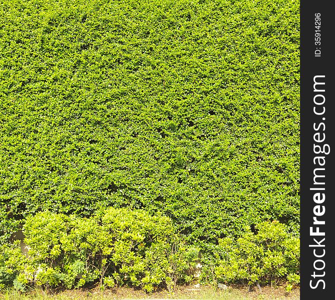 Green Creeper Plant on the wall