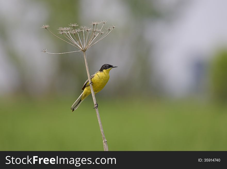 Western Yellow Wagtail &#x28;Motacilla flava&#x29;.