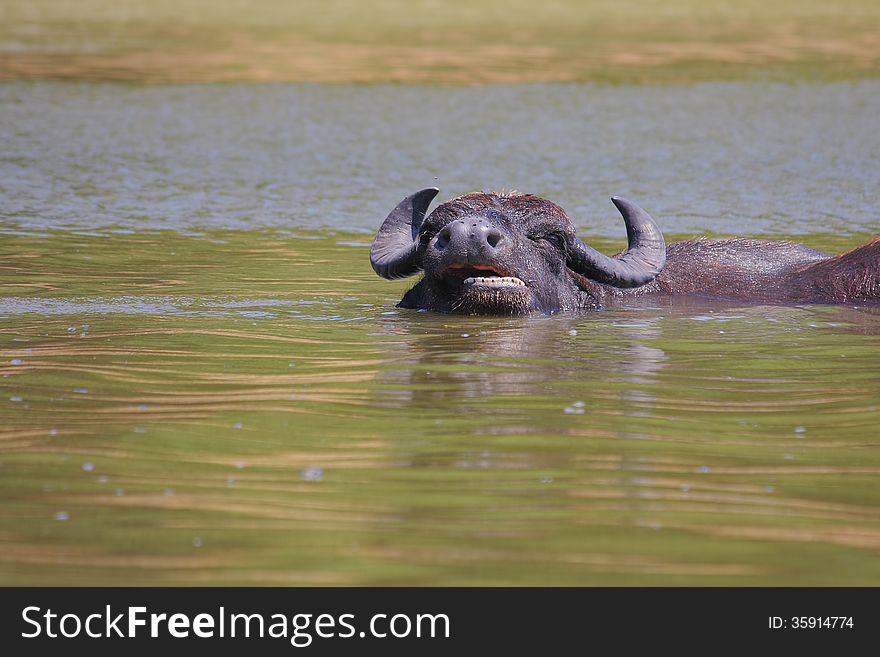 Water buffalo &#x28;Bubalus bubalis&#x29;.