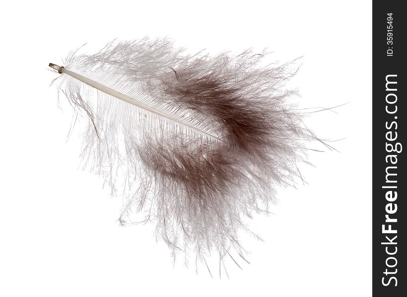 Dark grey fluffy feather isolated on white