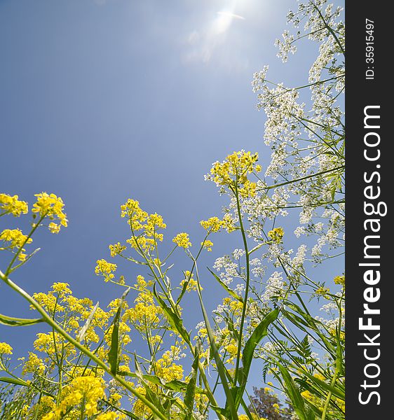 Summer yellow and white wildflowers on blue sky sunny background