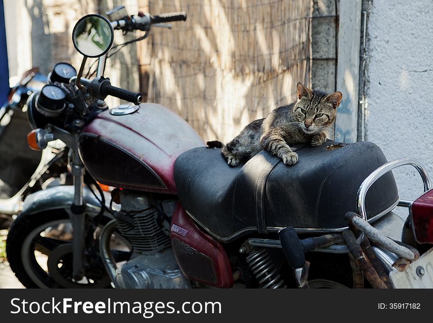 A grey cat on an old motorbike outdoors. A grey cat on an old motorbike outdoors