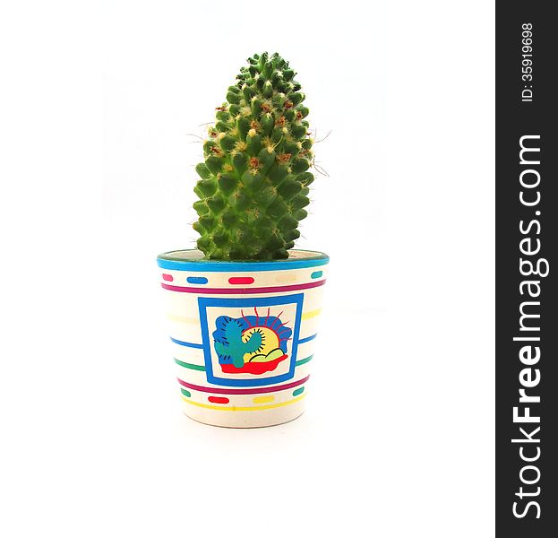 Single cute cactus pot on white background