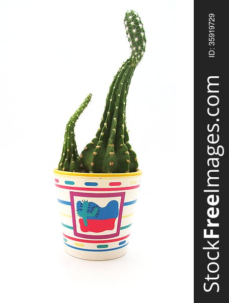 Single cute cactus pot on white background