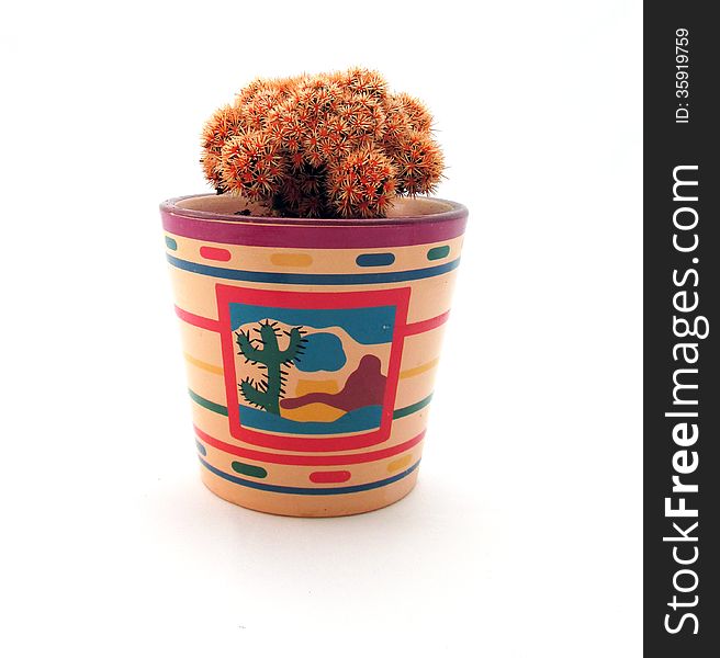 Single cute cactus pot on white background