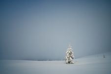 Lonely Tree Stock Images
