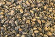 Dried Mussels Are A Delicacy In China And Hongkong Royalty Free Stock Photography Dried Mussels Are A Delicacy In China And Hongkong Royalty Free Stock Photography