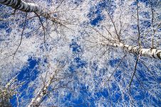 Winter Landscape With The Forest Covered With Snow Stock Photos