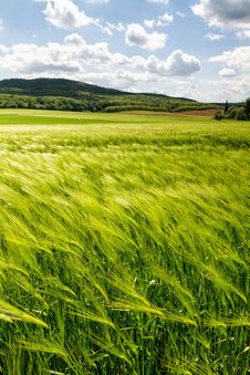 Cereal Field Royalty Free Stock Photos Cereal Field Royalty Free Stock Photos