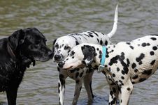 Three Dogs, Two Dalmatians And Black Labrador Royalty Free Stock Photo