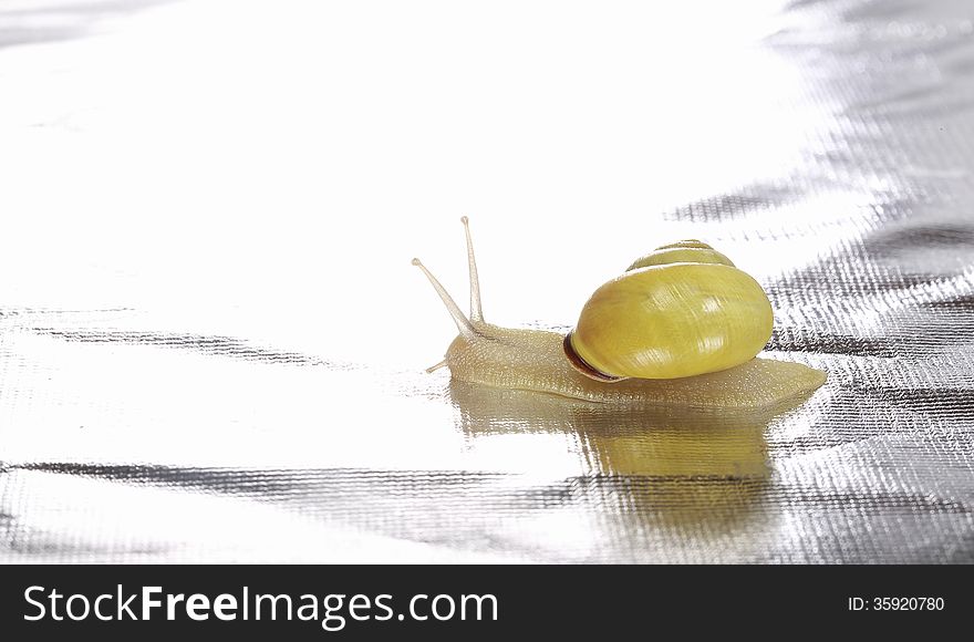 Roaming Small Yellow Snail on silver background. Roaming Small Yellow Snail on silver background