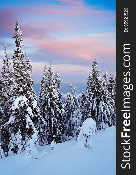 Winter landscape on a cold evening after sunset. Coniferous forest in the mountains under the snow. Winter landscape on a cold evening after sunset. Coniferous forest in the mountains under the snow