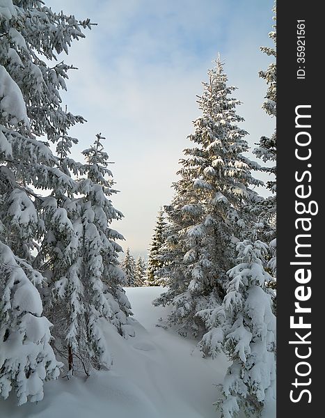 Snow-covered forest in the mountains in winter. Snow-covered forest in the mountains in winter