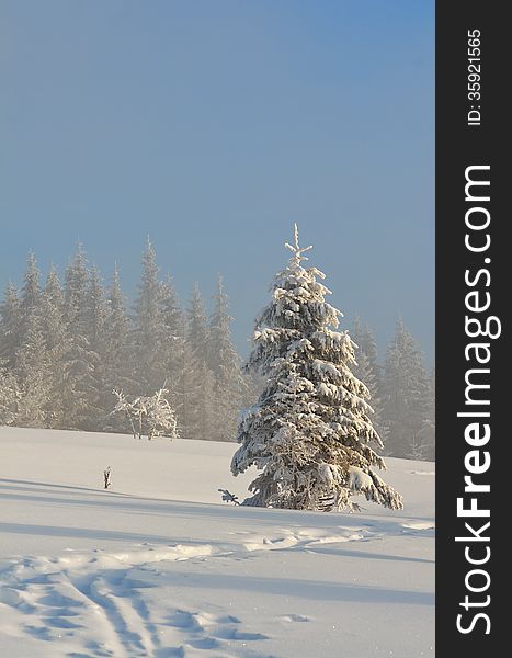 Winter landscape with spruce and fresh snow