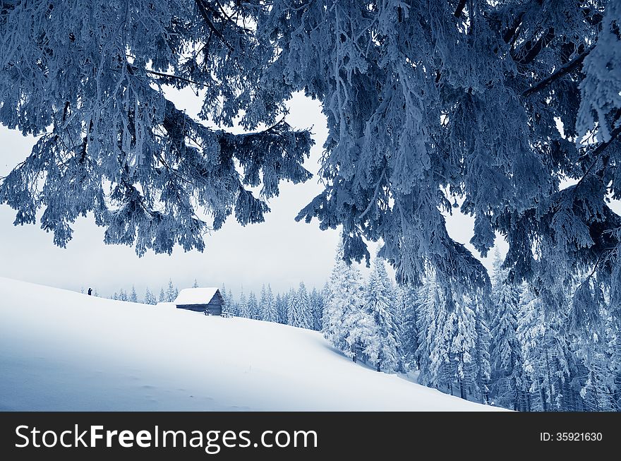 Winter landscape with a hut in a mountain valley. Fir forest covered with snow. Carpathians, Ukraine, Europe