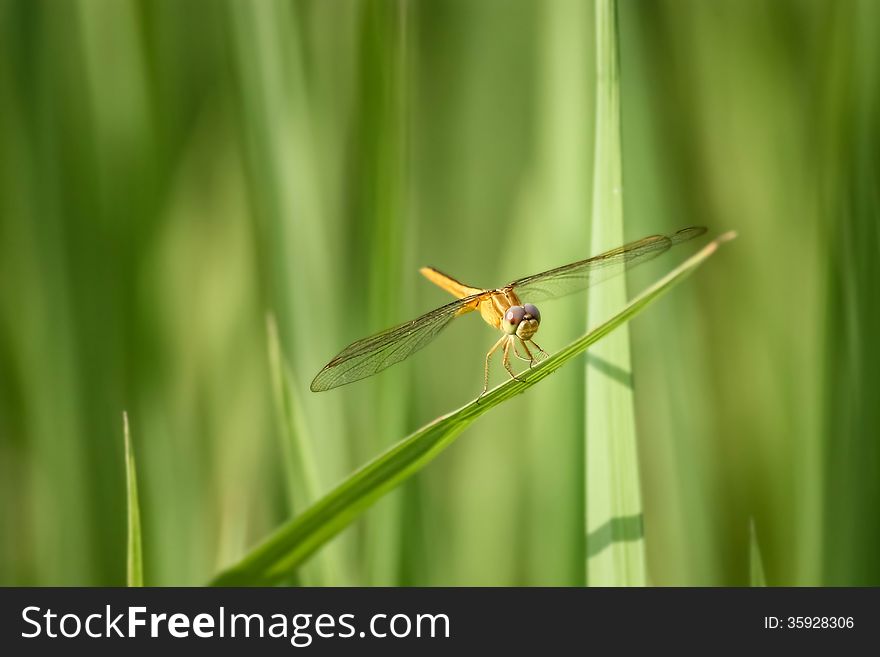 A yellow dragonfly in a rice field in Lao.