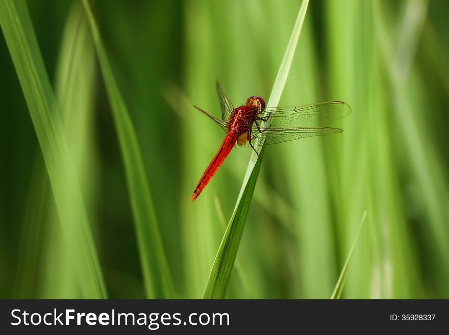 A Red dragonfly in a rice field in Lao.