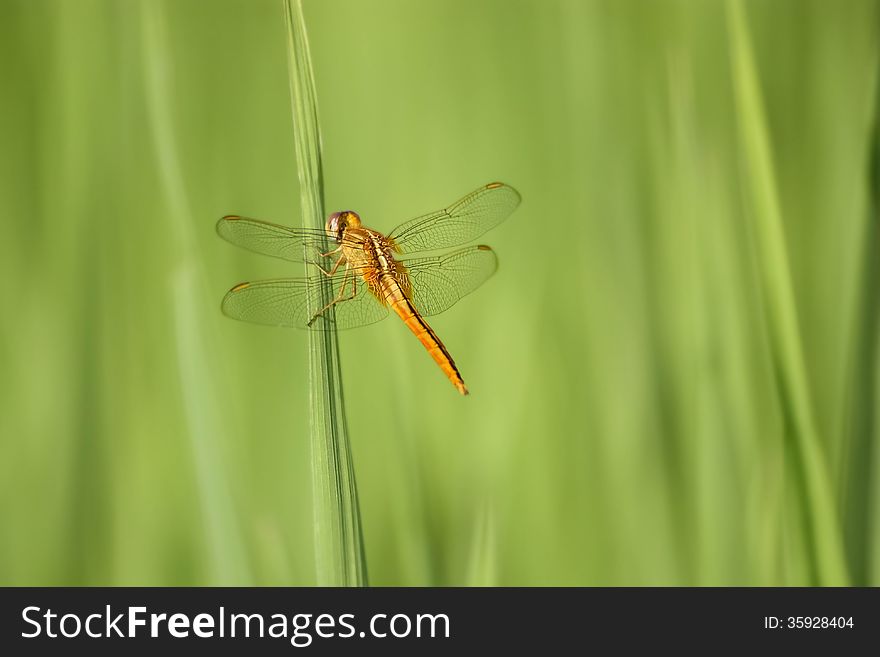 A yellow dragonfly in a rice field in Lao.