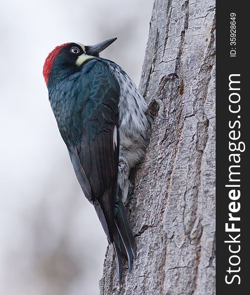 Acorn Woodpecker (Melanerpes formicivorus) on the side of a tree