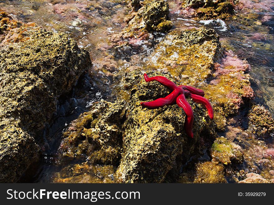 A red starfish in Croatia.