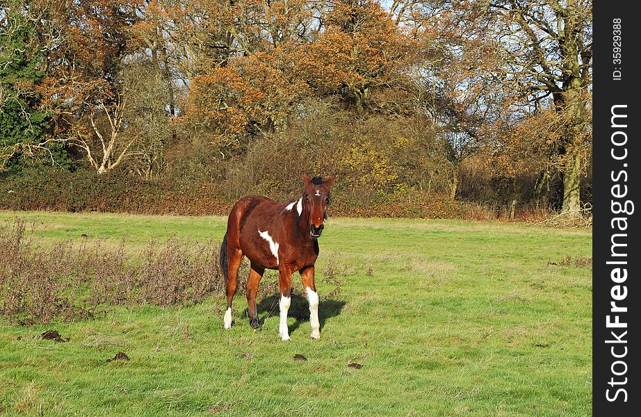 A Foal In An English Meadow