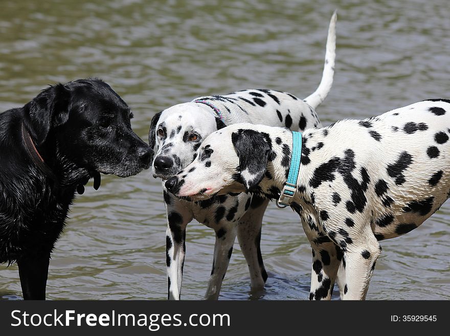 Three dogs, two Dalmatians and black Labrador