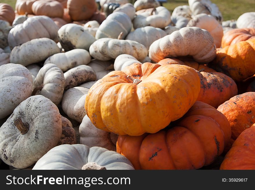 Gourds In Farm Wagon