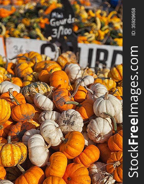 A large number of mini-gourds are stacked in a farmers wagon for the halloween season. various squash and gourds are in the background. A large number of mini-gourds are stacked in a farmers wagon for the halloween season. various squash and gourds are in the background