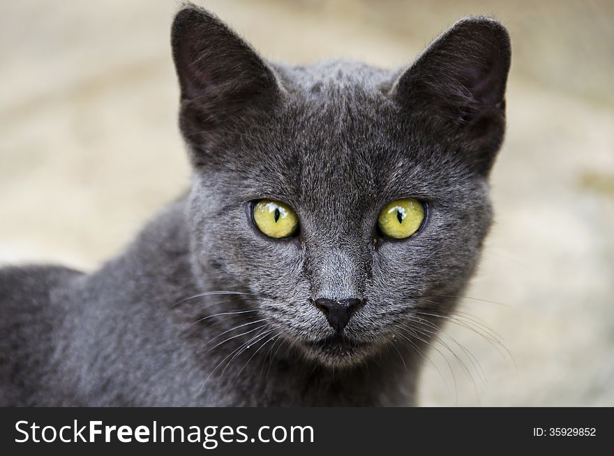 Grey beautiful cat with yellow eyes