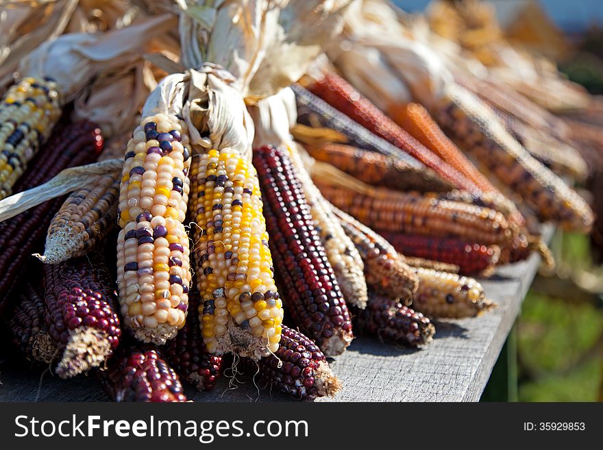 The annual autumn harvest reaps rewards with this wagon load of colorful indian corn. The annual autumn harvest reaps rewards with this wagon load of colorful indian corn