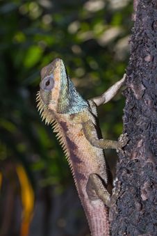 Lizard Royalty Free Stock Photos Lizard Royalty Free Stock Photos