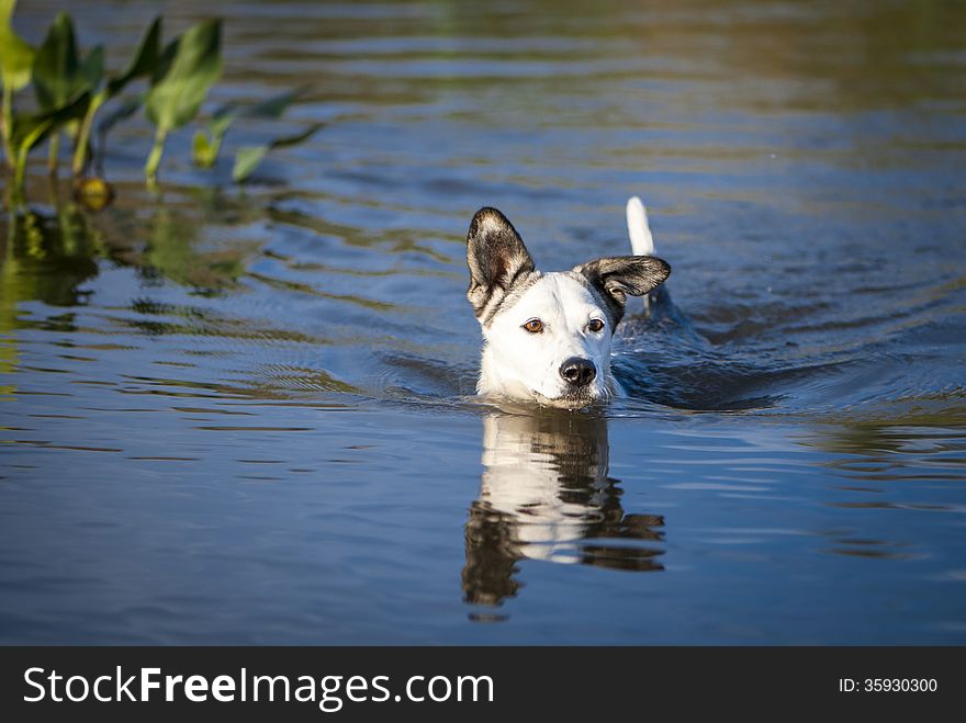 Mixed breed dog swims in the lake