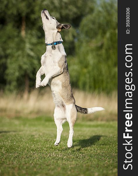 Mixed Breed White Dog Jumping High On The Meadow. Mixed Breed White Dog Jumping High On The Meadow