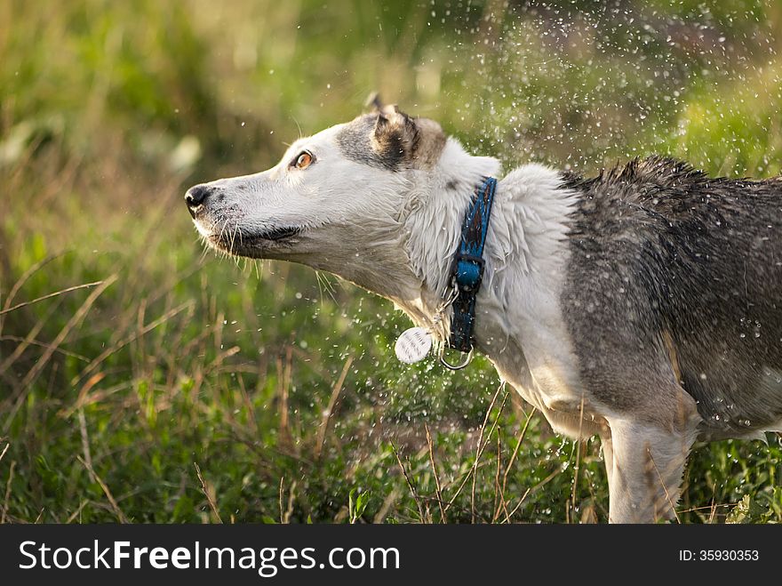 Mixed breed white dog shaking off water drops. Mixed breed white dog shaking off water drops