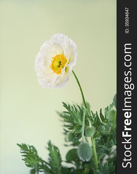 White poppy with leaves isolated on white background.Shallow DOF.