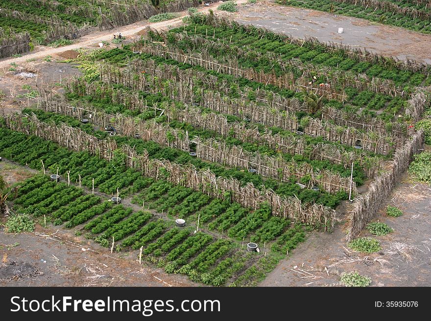 Chilli fields in sandy soil in Bugel beach, Kulonprogro