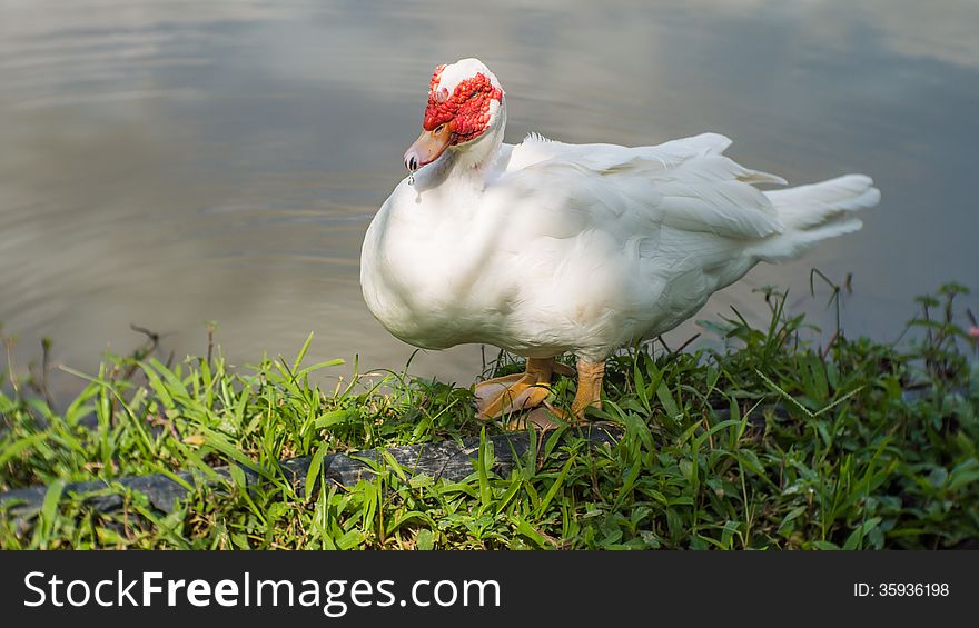 White duck standing near the lake