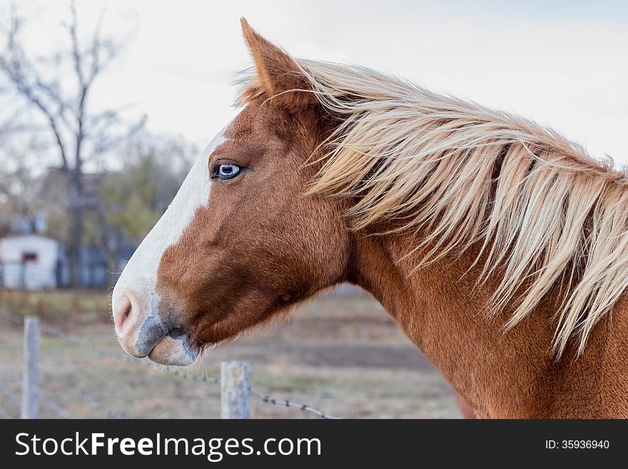 Profile Of Blue Eyed Horse Head