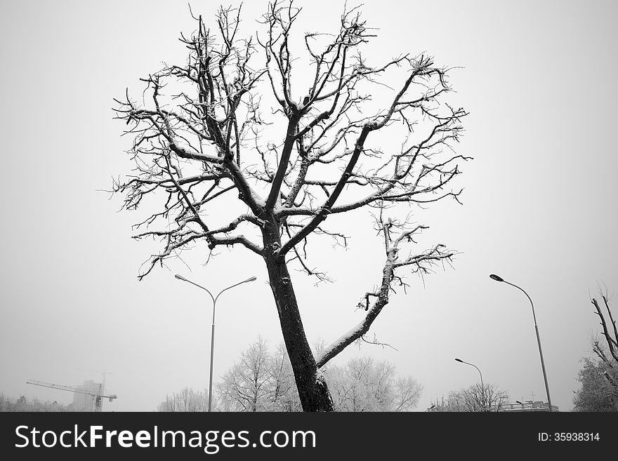 Bare winter tree covered by snow