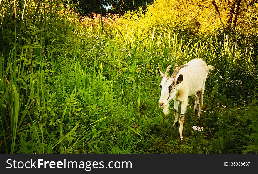 White Goat goes across the green meadow