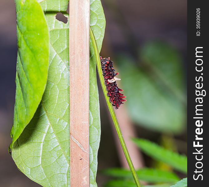 Common Rose Caterpillar