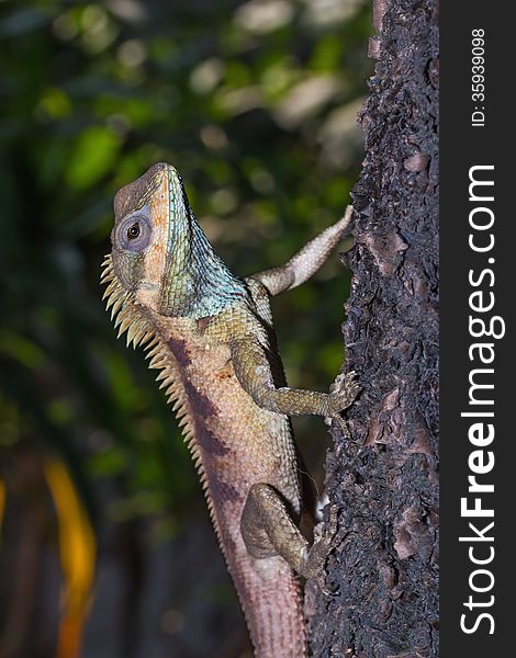 Close up of blue-crested (Calotes mystaceus) lizard on the tree, Thailand