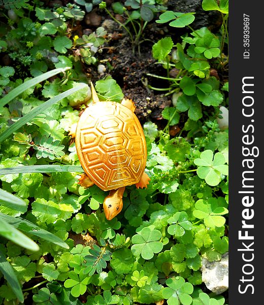 High angle gold colour turtle on the grass with sunlight