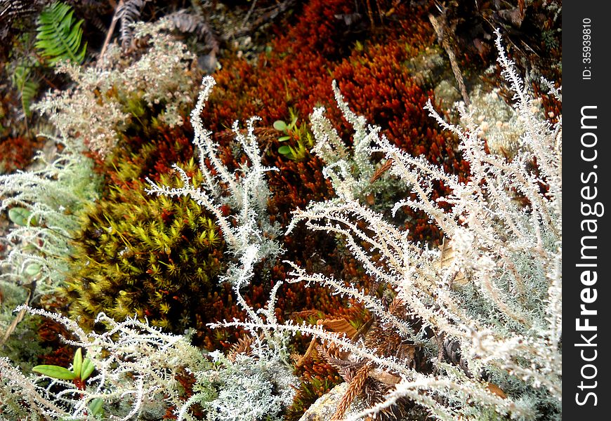 White, green, red fern in forest Kota Kinabaru Sabah Malaysia