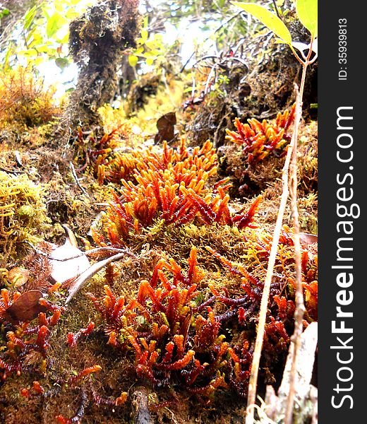 Red fern in forest