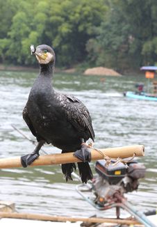 Cormorant Helps To Catch Fish In The Rivers,China Royalty Free Stock Image Cormorant Helps To Catch Fish In The Rivers,China Royalty Free Stock Image