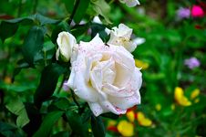 Beautiful Rose Royalty Free Stock Photos Beautiful Rose Royalty Free Stock Photos