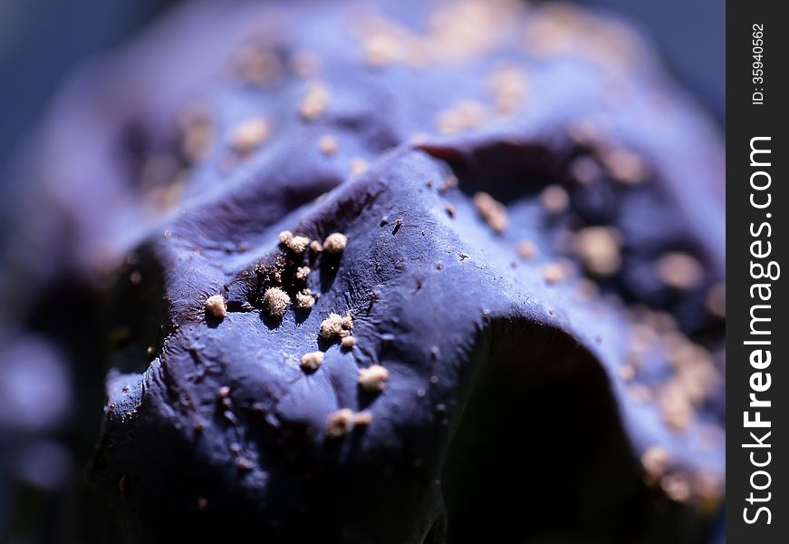 Closeup Macro surface of a purple dehydrated plum. Closeup Macro surface of a purple dehydrated plum