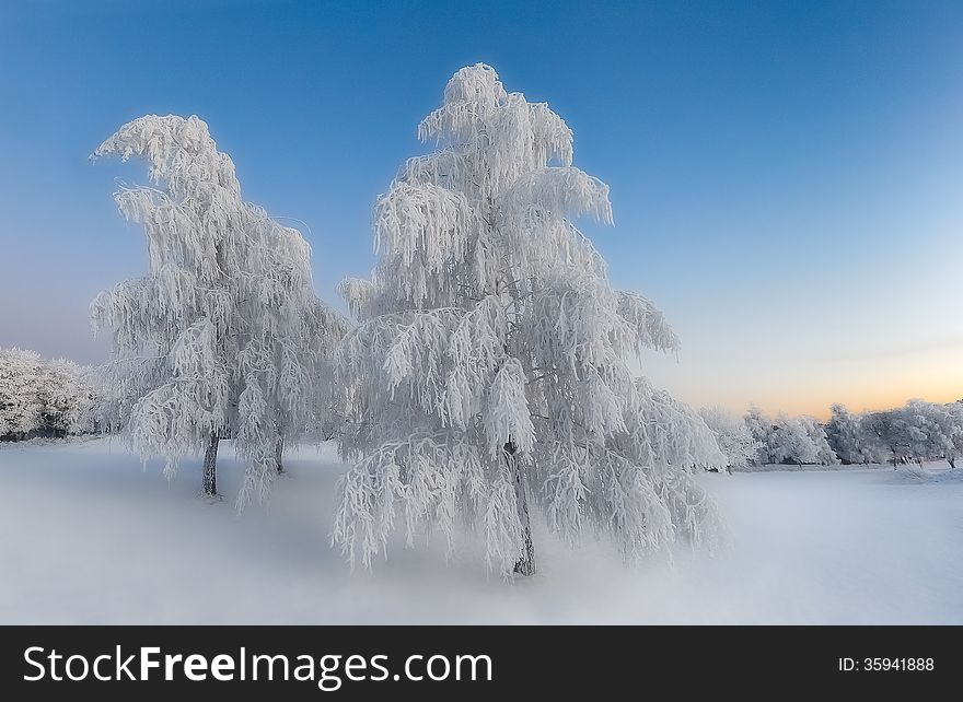 Frosty Trees in norwegian Winter landscape. Frosty Trees in norwegian Winter landscape