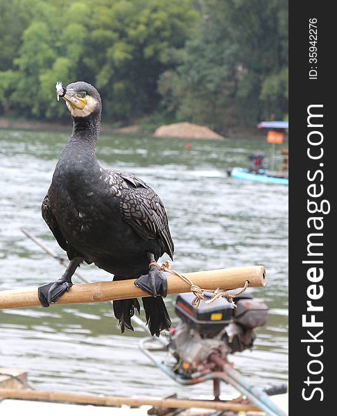 Cormorant Helps To Catch Fish In The Rivers,China